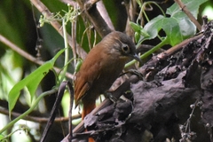 Anabacerthia striaticollis