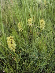 Orthochilus foliosus