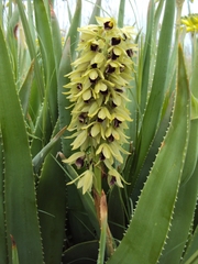 Orthochilus foliosus