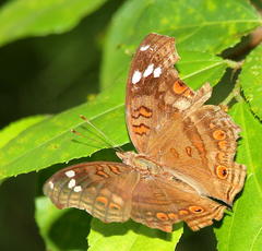 Junonia natalica natalica