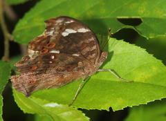 Junonia natalica natalica