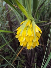 Eulophia leontoglossa