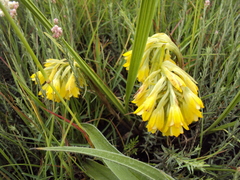 Eulophia leontoglossa
