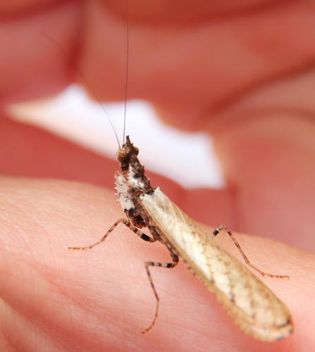 Genus Junodia · iNaturalist