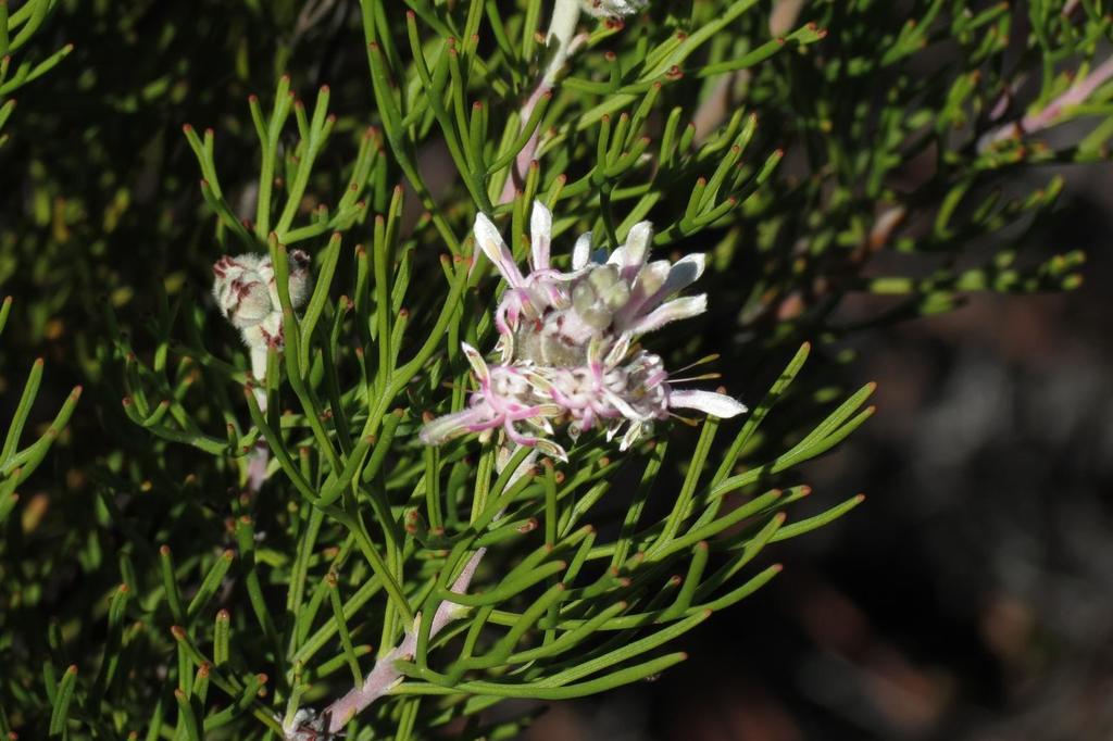 Scented Sceptre