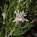 Scented Sceptre - Photo (c) Brian du Preez, some rights reserved (CC BY-SA), uploaded by Brian du Preez