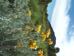 Helichrysum splendidum