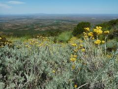 Helichrysum splendidum