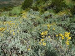 Helichrysum splendidum