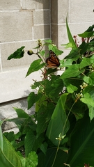 Danaus plexippus