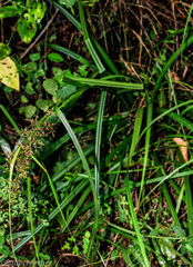 Carex spicatopaniculata