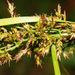Carex spicatopaniculata - Photo (c) Robert Archer, algunos derechos reservados (CC BY-NC), subido por Robert Archer
