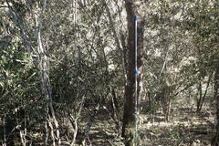 Trichocladus ellipticus