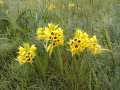 Eulophia welwitschii