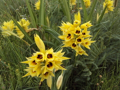 Eulophia welwitschii