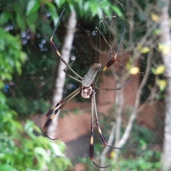 Trichonephila clavipes