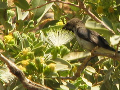 Cinnyris fuscus fuscus
