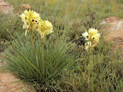 Eulophia welwitschii