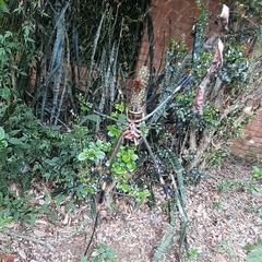 Trichonephila clavipes