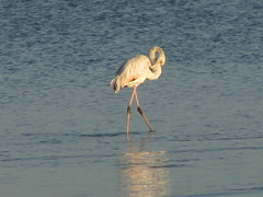 Phoenicopterus roseus