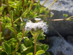 Ageratum maritimum