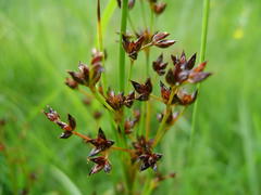 Juncus exsertus