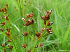 Juncus exsertus