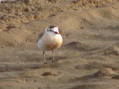 Charadrius marginatus marginatus