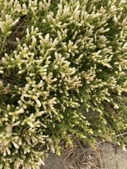 Baccharis pilularis pilularis