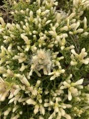 Baccharis pilularis pilularis