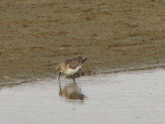 Calidris ferruginea