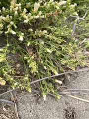 Baccharis pilularis pilularis