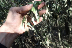 Trichocladus ellipticus