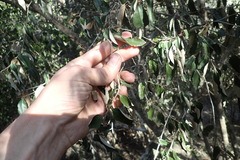 Trichocladus ellipticus