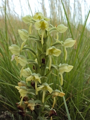 Habenaria epipactidea