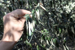 Trichocladus ellipticus