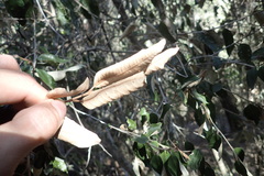 Trichocladus ellipticus