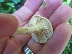 Lactarius pyrogalus