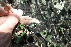 Trichocladus ellipticus