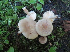 Lactarius pyrogalus