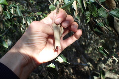 Trichocladus ellipticus