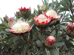 Protea caffra caffra
