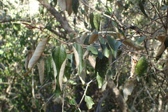 Trichocladus ellipticus