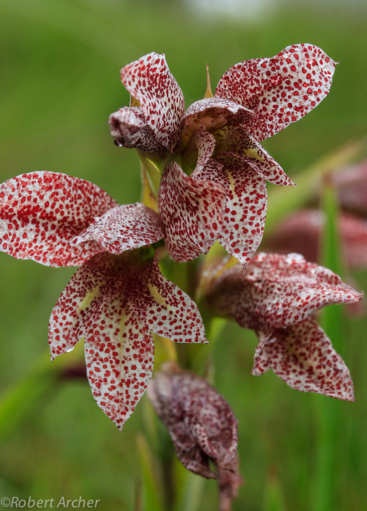 Speckle Gladioli