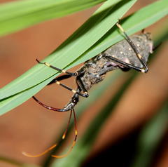 Pantoleistes princeps