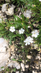 Heliosperma alpestre