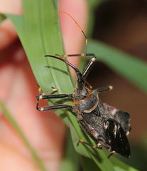 Pantoleistes princeps