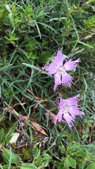 Dianthus sternbergii