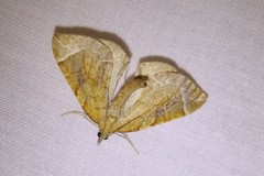 Eulithis testata