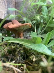 Bonomyces
